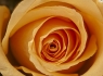 Orange Rose